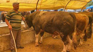 Samsun'da bir tonluk boğa 58 bin liraya satıldı