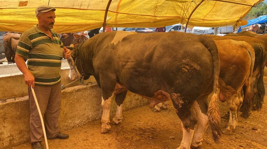 Samsun'da bir tonluk boğa 58 bin liraya satıldı