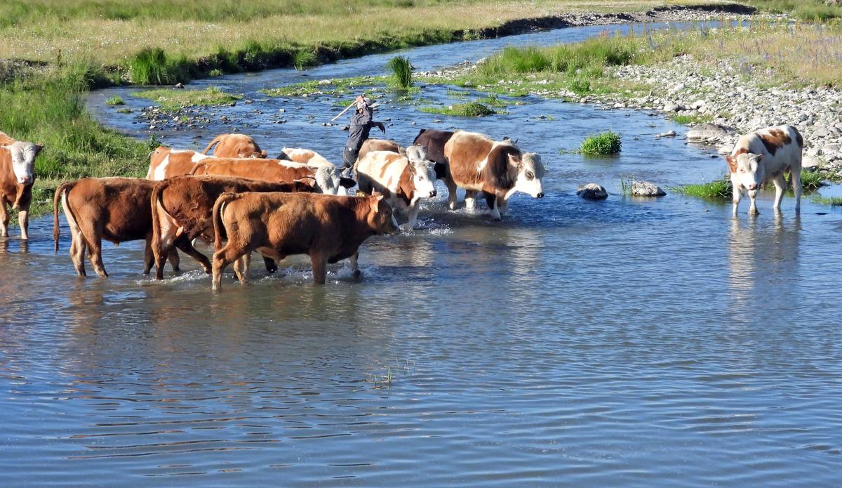 Kars'ta sıcaktan etkilenen kurbanlıklar derelerde serinletiliyor