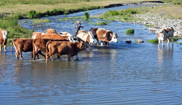 Kars'ta sıcaktan etkilenen kurbanlıklar derelerde serinletiliyor G1