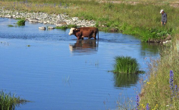 Kars'ta sıcaktan etkilenen kurbanlıklar derelerde serinletiliyor G2