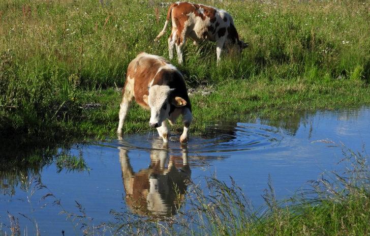 Kars'ta sıcaktan etkilenen kurbanlıklar derelerde serinletiliyor G3
