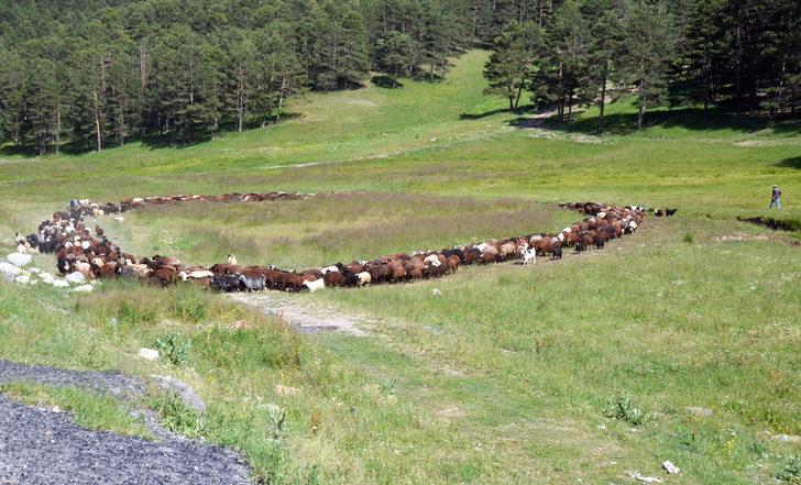 Kars'ta sıcaktan etkilenen kurbanlıklar derelerde serinletiliyor G4