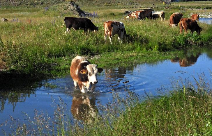 Kars'ta sıcaktan etkilenen kurbanlıklar derelerde serinletiliyor G5