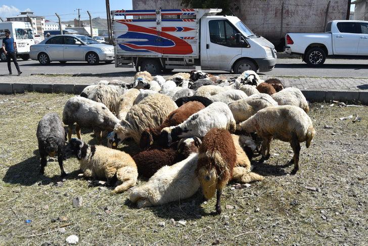 Doğu Anadolu'daki hayvan pazarlarında arife yoğunluğu G4