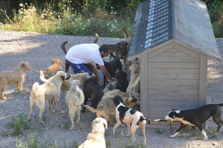 Sosyal medya aracılığıyla buluşan hayvanseverler sahipsiz canlar için yuva yapıyor G2