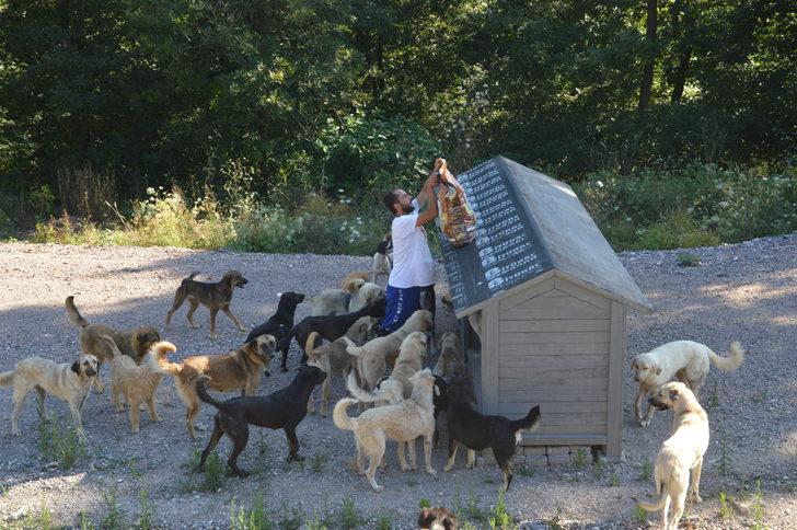 Sosyal medya aracılığıyla buluşan hayvanseverler sahipsiz canlar için yuva yapıyor G3