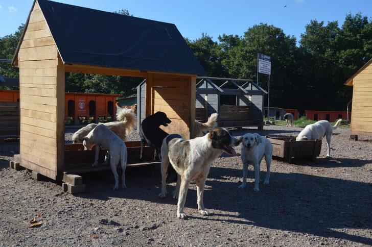 Sosyal medya aracılığıyla buluşan hayvanseverler sahipsiz canlar için yuva yapıyor G4