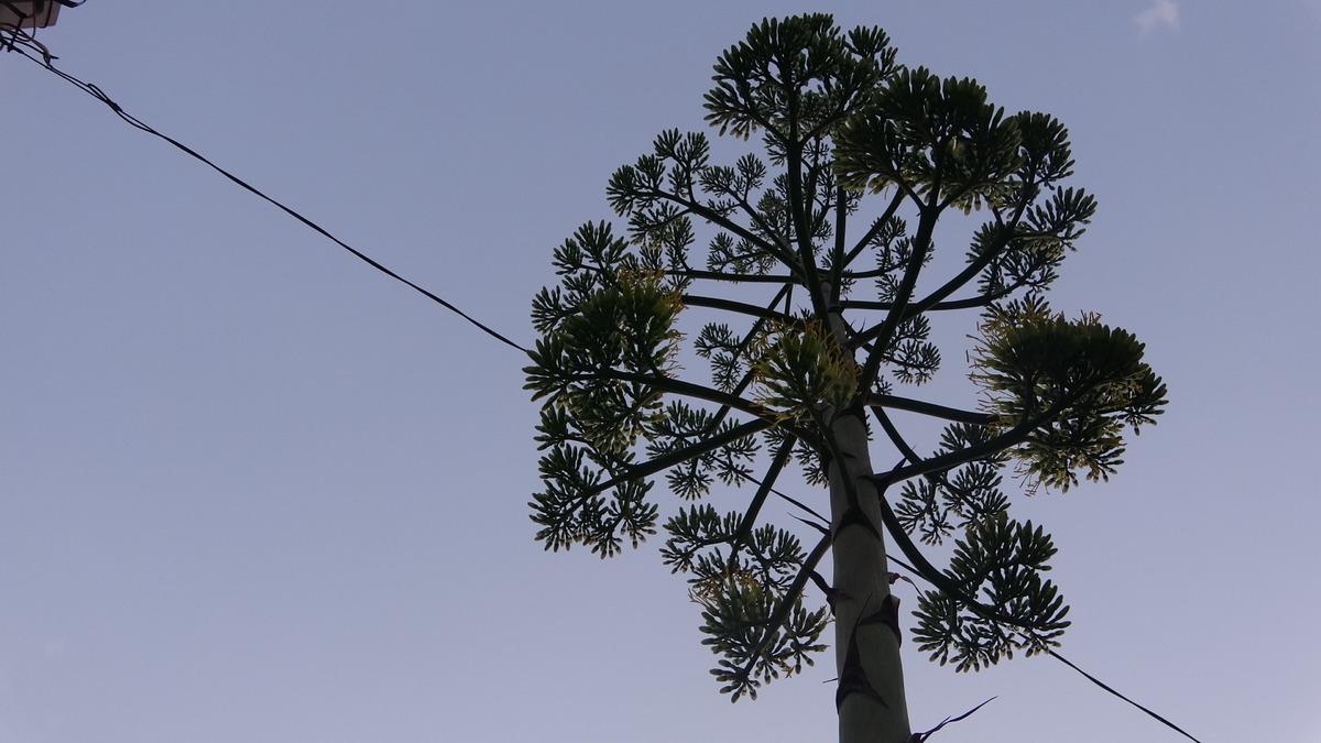 &Ccedil;anakkale'de &ccedil;i&ccedil;ek a&ccedil;an Agave bitkisine koruma talebi