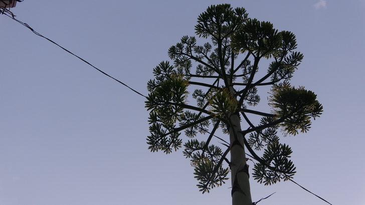 Çanakkale'de çiçek açan Agave bitkisine koruma talebi G1