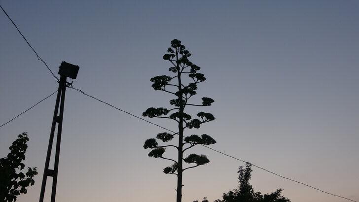 Çanakkale'de çiçek açan Agave bitkisine koruma talebi G2