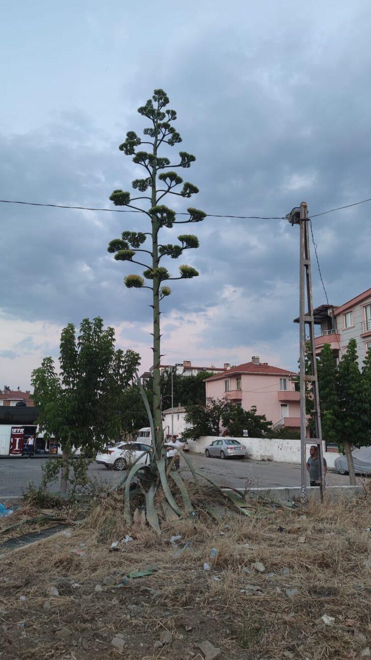 Çanakkale'de çiçek açan Agave bitkisine koruma talebi G3