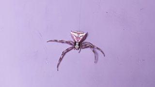 Balıkesir'de köşeli yengeç örümceği görüntülendi