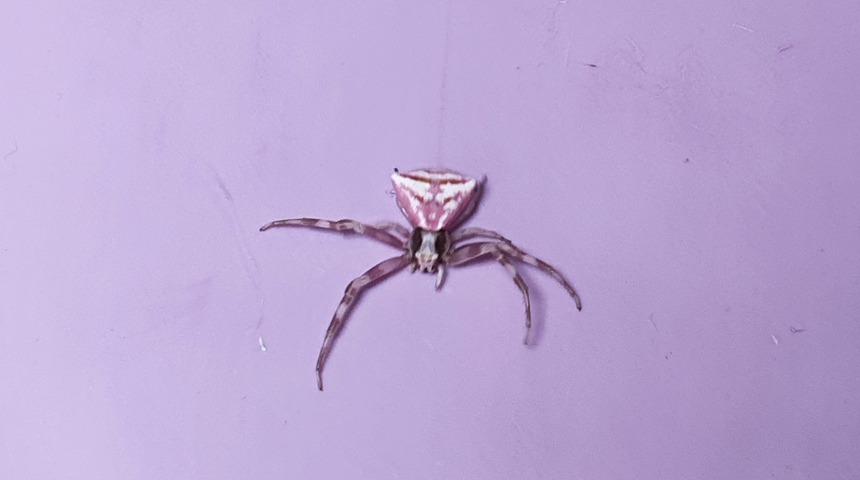 Balıkesir'de köşeli yengeç örümceği görüntülendi