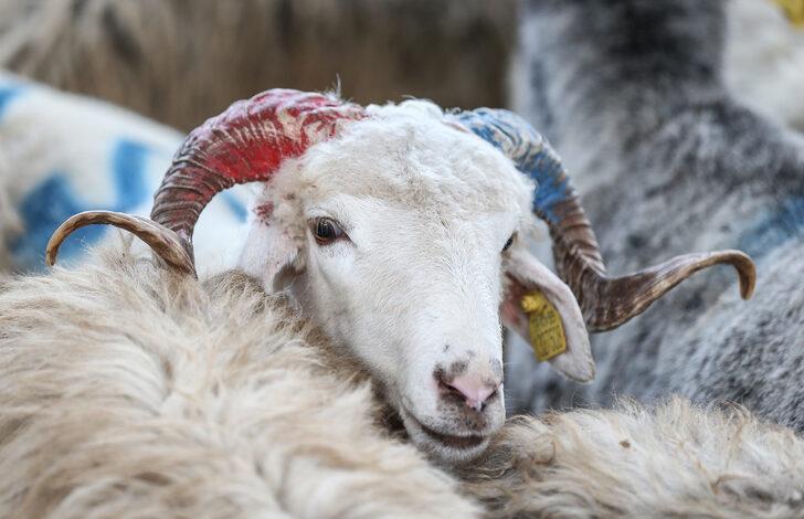Kurban pazarlarında arife yoğunluğu yaşanıyor G3