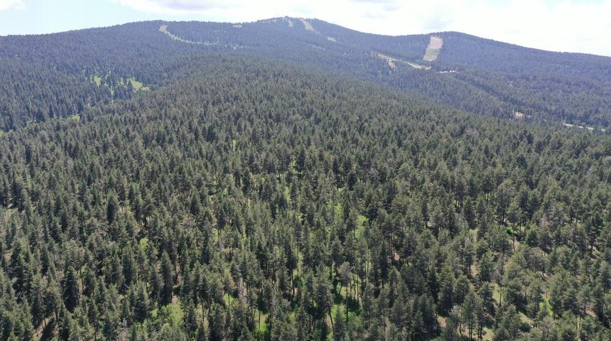 Kars'ta ormanlık alanlara girişler 1 Ekim'e kadar yasaklandı