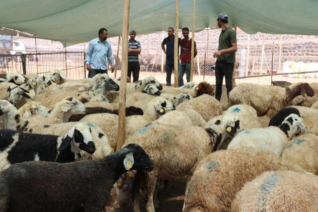 Şanlıurfa'da kurban pazarlarında hareketlilik sürüyor