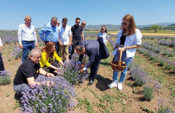 Amasya'da lavanta hasat şenliği düzenlendi G4