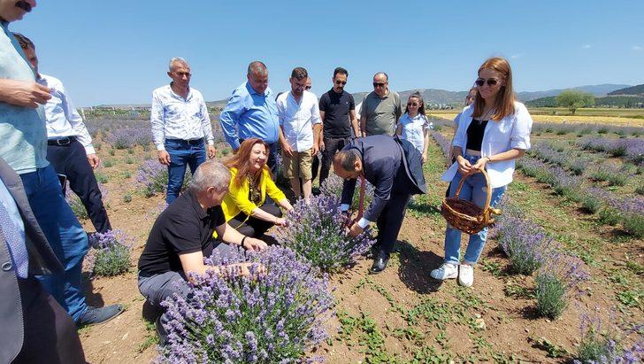 Amasya'da lavanta hasat şenliği düzenlendi G5