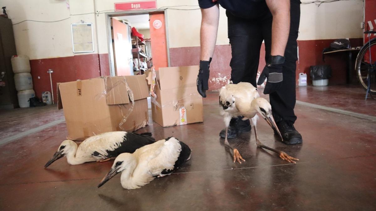 D&uuml;zce'de cami kubbesinde mahsur kalan yavru leylekler kurtarıldı