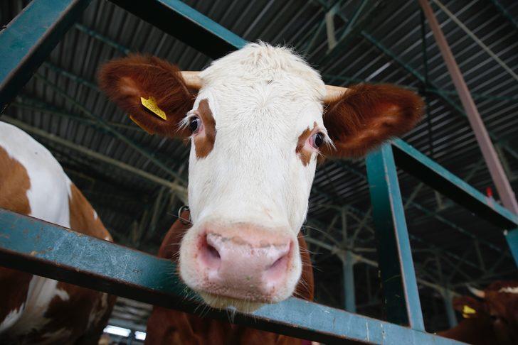 Kurban pazarlarında arife yoğunluğu G1