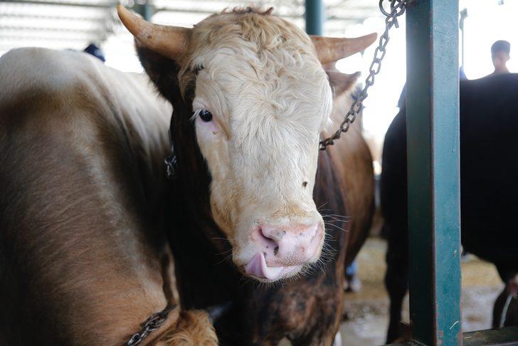 Kurban pazarlarında arife yoğunluğu G3