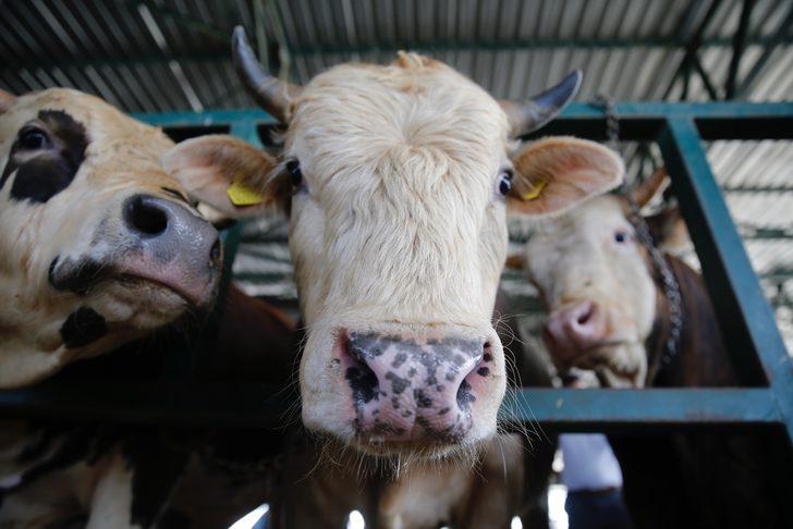 Kurban pazarlarında arife yoğunluğu G4