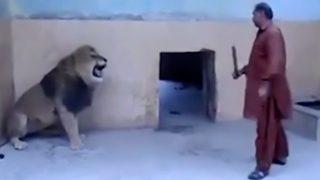 Kediyle oynar gibi aslanlarla oynayan adam