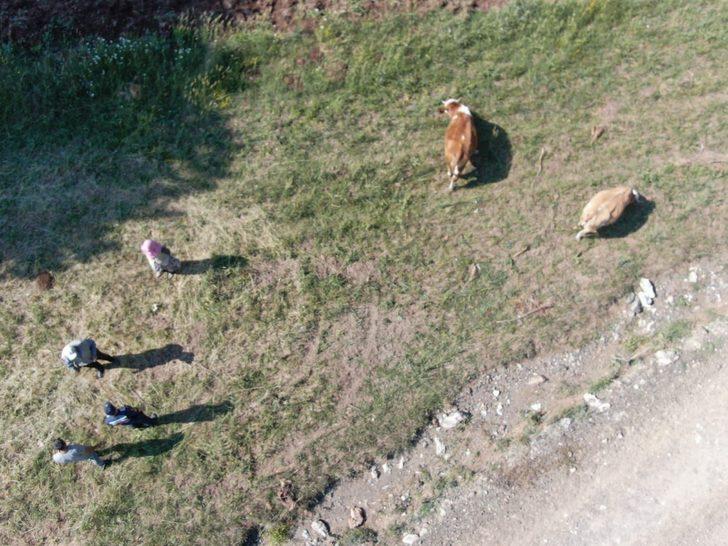 Kütahya'da yaylada kaybolan 2 inek jandarma ekiplerince drone yardımıyla buldu G1
