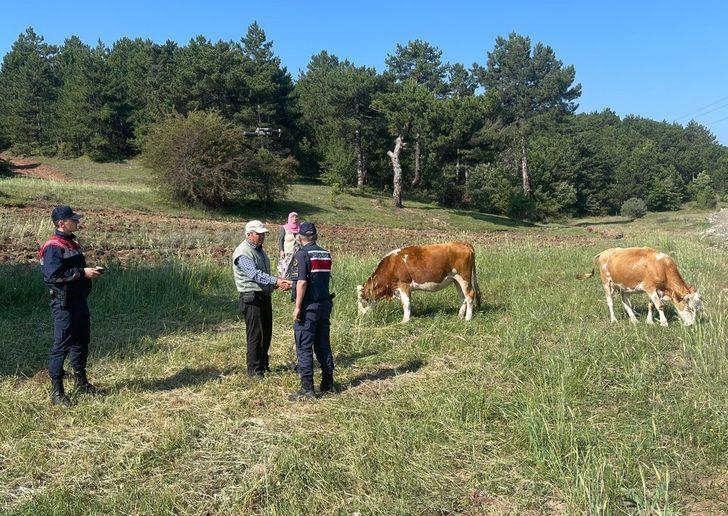Kütahya'da yaylada kaybolan 2 inek jandarma ekiplerince drone yardımıyla buldu G2