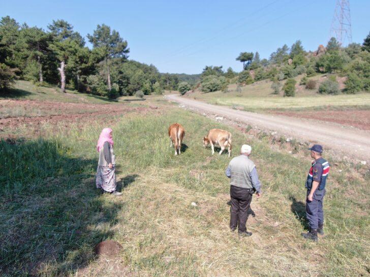 Kütahya'da yaylada kaybolan 2 inek jandarma ekiplerince drone yardımıyla buldu G3