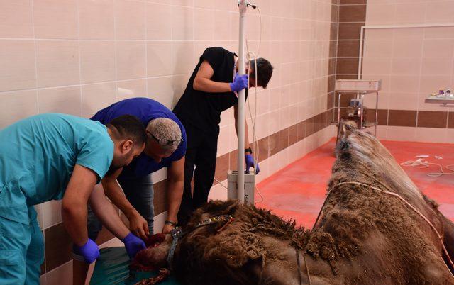 Burdur'daki hayvan hastanesinde çenesi kırılan deve ameliyat edildi
