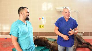 Burdur'daki hayvan hastanesinde çenesi kırılan deve ameliyat edildi