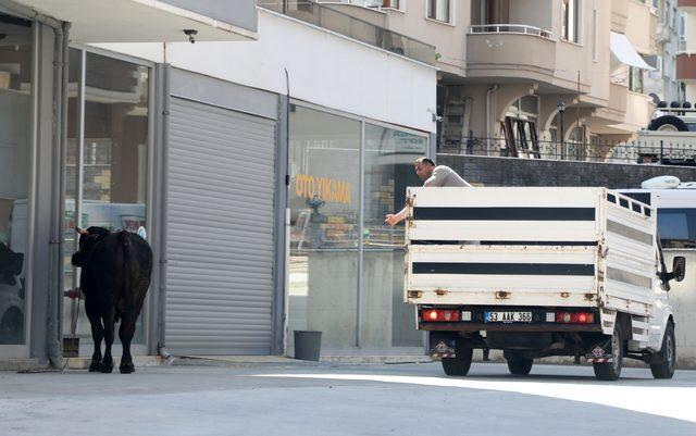 Rize'de kaçan kurbanlık boğa yaklaşık bir saatlik mücadelenin ardından yakalandı