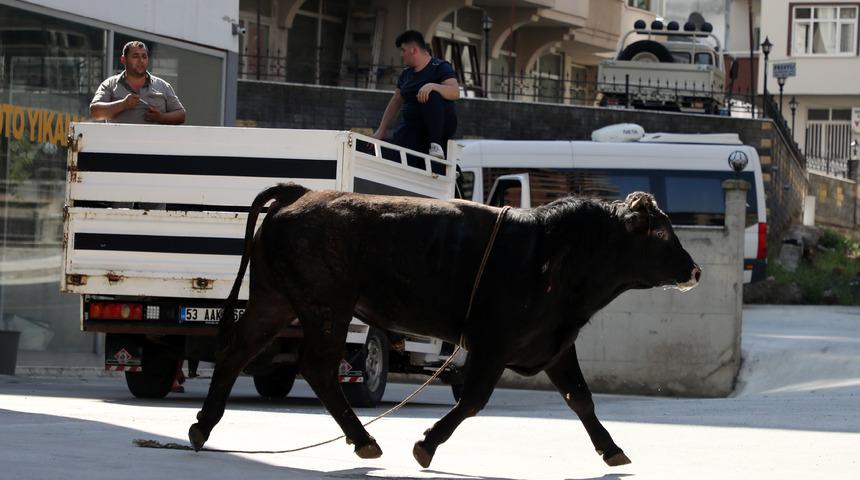 Rize'de ka&ccedil;an kurbanlık boğa yaklaşık bir saatlik m&uuml;cadelenin ardından yakalandı