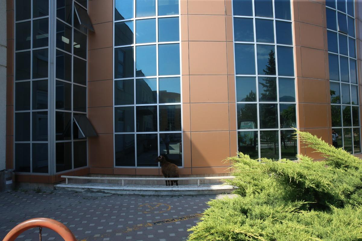 Tokat'ta itfaiye ekiplerinin yakalamaya &ccedil;alıştığı kurbanlık ko&ccedil; ka&ccedil;tı