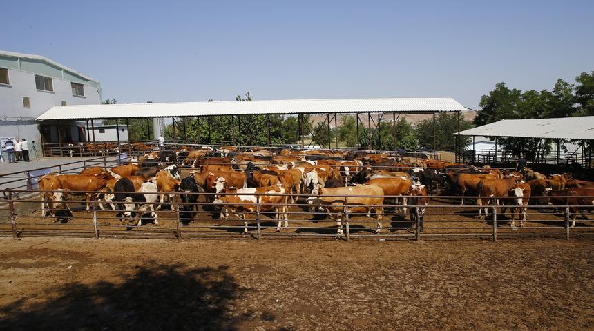 TDV, Diyarbakır'da kesilecek 865 kurbanın etini ihtiya&ccedil; sahiplerine ulaştıracak