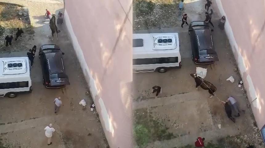 Yer: İstanbul! Sahiplerinin elinden kurtulan kurbanlık ortalığı birbirine kattı