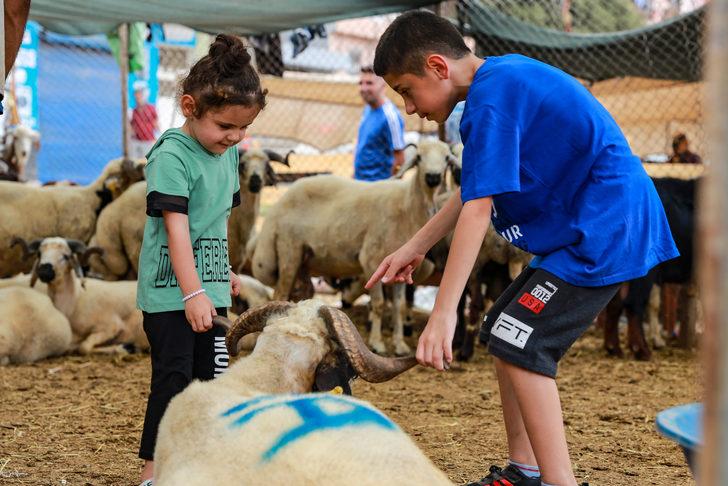Adana, Mersin, Hatay ve Osmaniye'de kurbanlık pazarlarında yoğunluk sürüyor G2
