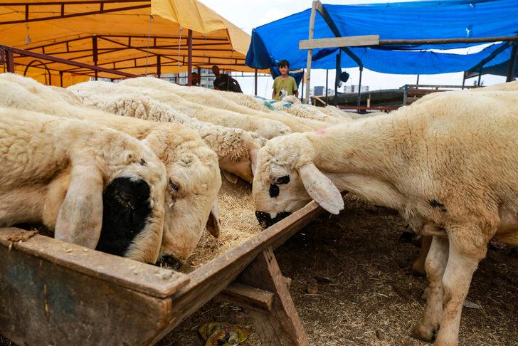 Adana, Mersin, Hatay ve Osmaniye'de kurbanlık pazarlarında yoğunluk sürüyor G3