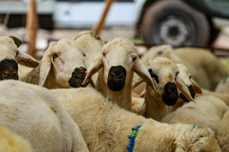 Adana, Mersin, Hatay ve Osmaniye'de kurbanlık pazarlarında yoğunluk sürüyor G4