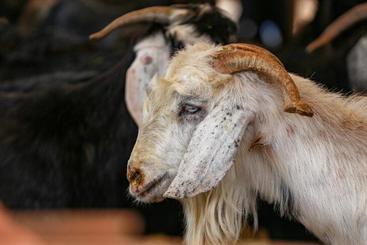 Adana, Mersin, Hatay ve Osmaniye'de kurbanlık pazarlarında yoğunluk sürüyor G5