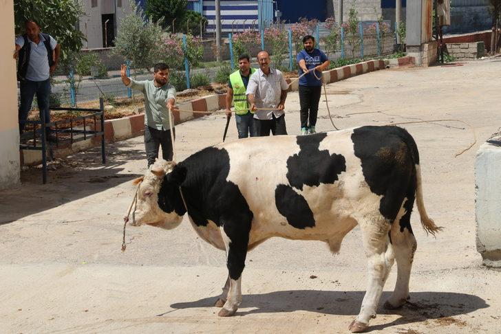 Şanlıurfa'da "kurban yakalama timi" kaçan büyükbaş hayvanları yakaladı G5