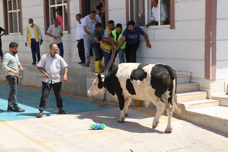 Şanlıurfa'da "kurban yakalama timi" kaçan büyükbaş hayvanları yakaladı G4