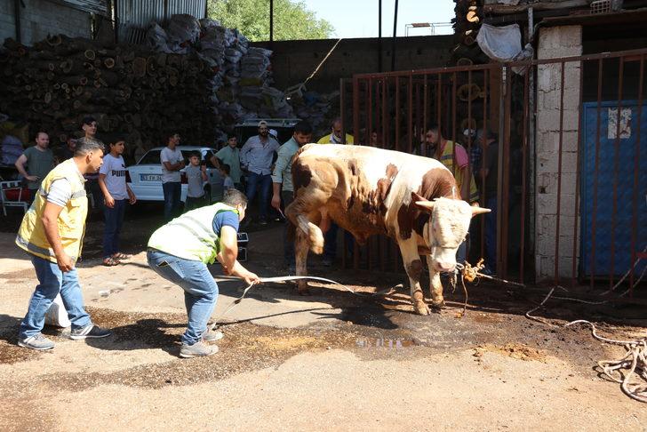 Şanlıurfa'da "kurban yakalama timi" kaçan büyükbaş hayvanları yakaladı G2
