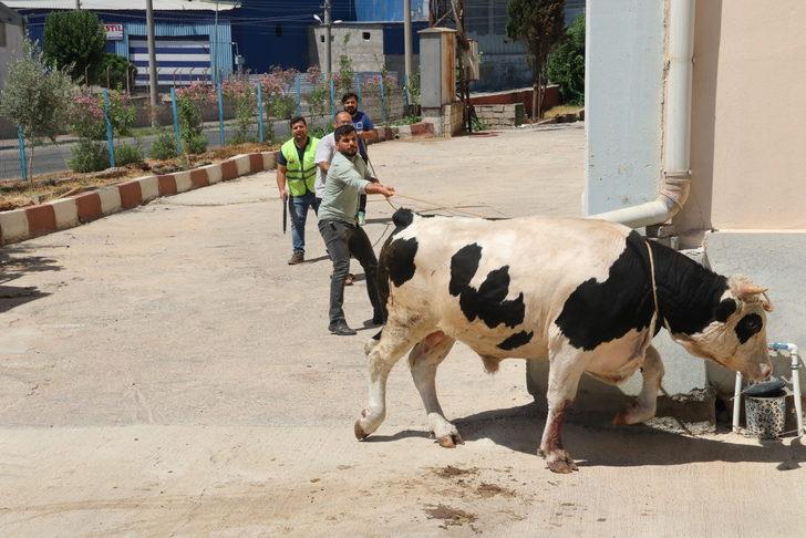 Şanlıurfa'da "kurban yakalama timi" kaçan büyükbaş hayvanları yakaladı G3