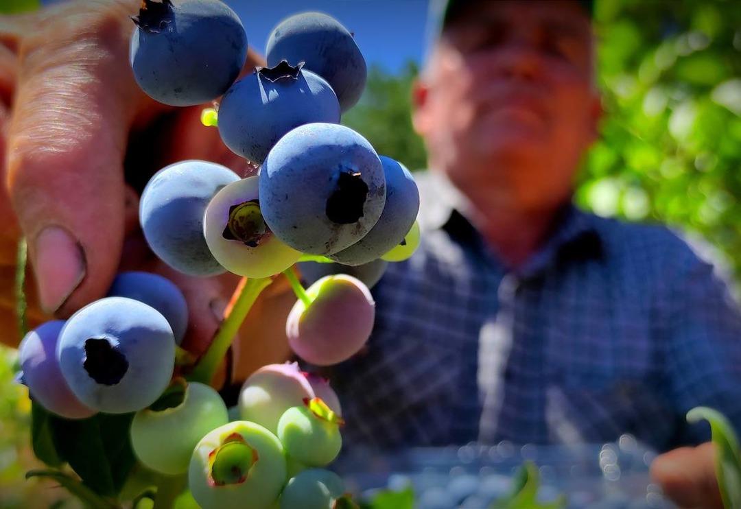 Kilosu 100 lira olunca... Yaban mersinine bomba sesli koruma!