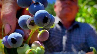 Kilosu 100 lira olunca... Yaban mersinine bomba sesli koruma!