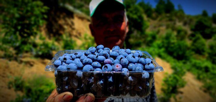 Kilosu 100 lira olunca... Yaban mersinine bomba sesli koruma! G1