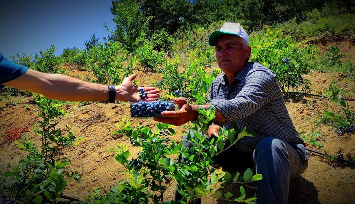Kilosu 100 lira olunca... Yaban mersinine bomba sesli koruma! G2